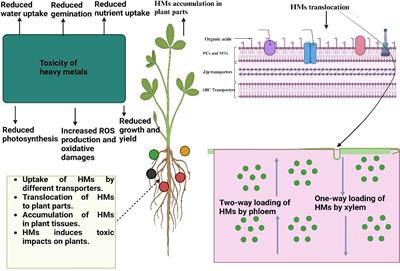 Microbial mediated remediation of heavy metals toxicity: mechanisms and future prospects